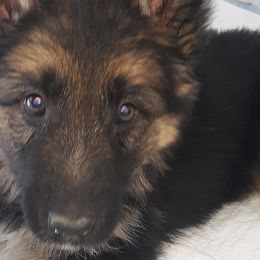 German Shepherds from Wolf Creek German Shepherds