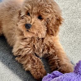 Heath - Red  Poodle puppy in Martinsburg, Pennsylvania from Susan's Poodles Plus