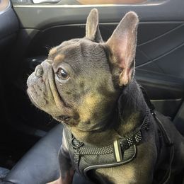Lucky - French Bulldog