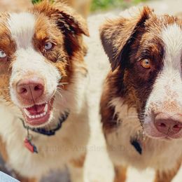 Aussiedoodles, Australian Shepherds, and Miniature Australian Shepherds from Amie's Aussies & Doodles