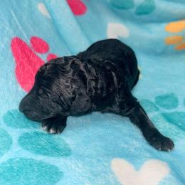 Watson - Silver male Poodle puppy in Meadowbrook, California from Standard Poodle Pups