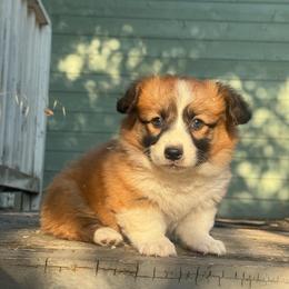 Apollo (fluffy) - Red and white male American Corgi puppy in East Oakdale, California from Rhettro Kennels