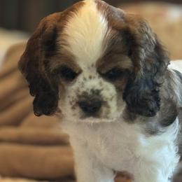 Cocker Spaniels from Little Creek Cocker Spaniels