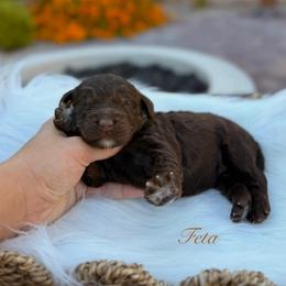 Feta - Chocolate female Goldendoodle puppy in Las Vegas, Nevada from Dose of Doodles