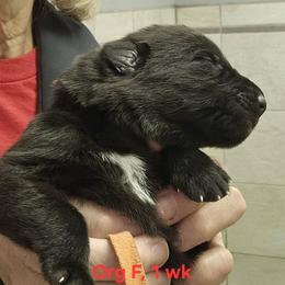 Girl 6 - female German Shepherd puppy in Rome, Georgia from Patriot Shepherds