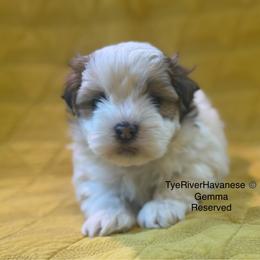 Gemma - Red female Havanese puppy in Lovingston, Virginia from Tye River Havanese