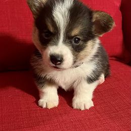 Pembroke Welsh Corgi Puppies from Rocking MAD Corgis