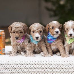 Goldendoodles from Losee Doodles