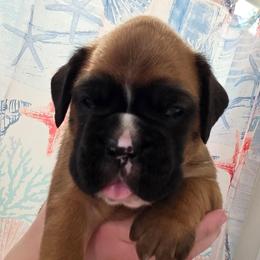 Moose - Fawn male Boxer puppy in Evans, Georgia from Kimberly's Boxers