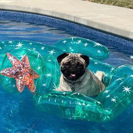Gil - Pug
