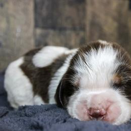 Birdie - Liver white and tan female English Springer Spaniel puppy in Winchester, Kentucky from Hidden Springs Farm