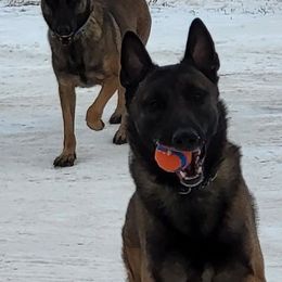 Belgian Malinois and xDutch Shepherds from Shellback k9