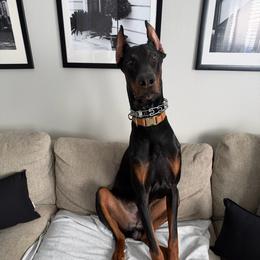 Dante - Black and rust male Doberman Pinscher puppy in Centralia, Missouri from TopSpots Farm