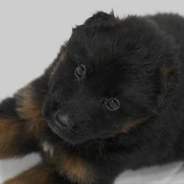 Cupid - Black and red male German Shepherd puppy in Lexington, Virginia from Buffelbach Farmstead Shepherds