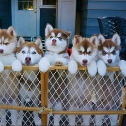 Siberian Husky Puppies from Charlie Stone's Siberian Huskies