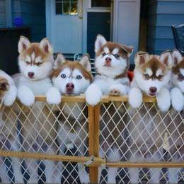 Siberian Husky Puppies from Charlie Stone's Siberian Huskies