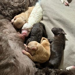Australian Labradoodle Puppies from Palo Alto Labradoodles