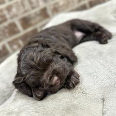 Boykin Spaniel puppies from Baggett’s NWFL Gun Dogs