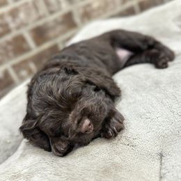 Boykin Spaniel puppies from Baggett’s NWFL Gun Dogs