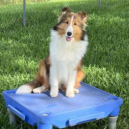 Shetland Sheepdog puppies from Enclave