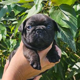 Brindle Female - Brindle female French Bulldog puppy in Worley, Idaho from Templinhaus Rottweilers & DreamHaus French Bulldogs