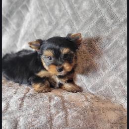 Frannie - Black and gold female Yorkshire Terrier puppy in Middleton, Idaho from Rocky Mountain Yorkies