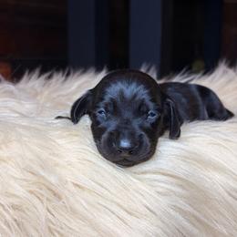 Slater - Black male Dachshund puppy in Washburn, Tennessee from Clinch Mountain Dachshunds