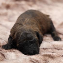 Black collar - Brindle female Poodle puppy in Edmond, Oklahoma from The Redbud Roost