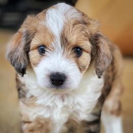 Aussiedoodle, Cavalier King Charles Spaniel, Cavapoo, and Toy Australian Shepherd Puppies from Darling Australians