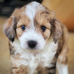 Aussiedoodle, Cavalier King Charles Spaniel, Cavapoo, and Toy Australian Shepherd Puppies from Darling Australians