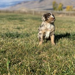 "Brown Merle " Aussiedoodle Puppies from Super Z Aussiedoodles