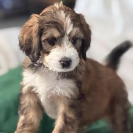 Penny - Brown and white female Bernedoodle puppy in Phelan, California from PuppyPaws4U
