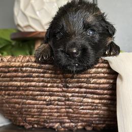 German Shepherd Puppies from Vom Hausgladfel