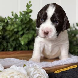 Boy 5 - male English Springer Spaniel puppy in Tea, South Dakota from Mindy's English Springer Spaniels