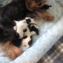 Yorkshire Terrier Puppies from Jackie Jenny’s Precious Yorkies