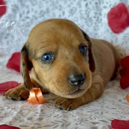 Stormfly - Dapple female Dachshund puppy in Edmond, Oklahoma from Okie Puppies