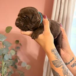 Blue boy - Chocolate male Labrador Retriever puppy in Conway, Missouri from Ozark Mountain Kennel