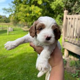 Ghost - Blenheim male Cavapoo puppy in Bloomfield, New York from Campbell Cavapoos