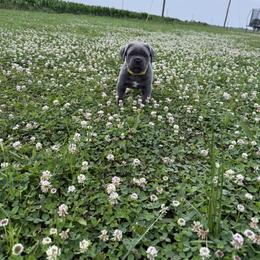 Yellow Collar-Knala - Gray female Cane Corso puppy in Osceola, Arkansas from Classic Jayx