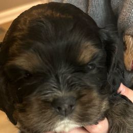 Boy 2 - Black and tan male Cocker Spaniel puppy in Spotsylvania, Virginia from Wilkshire Farm