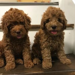 Goldendoodle Puppies from Doodles of NC