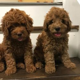 Goldendoodle Puppies from Doodles of NC