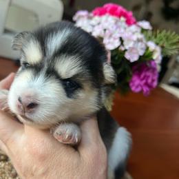 Katmai - Silver and white female Pomsky puppy in Rathdrum, Idaho from Smart Pomskies and Frenchies