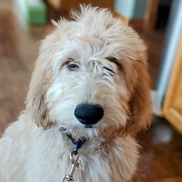 Goldendoodle Puppies from Dakota Sky's Goldens