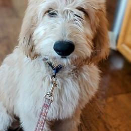 Goldendoodle Puppies from Dakota Sky's Goldens
