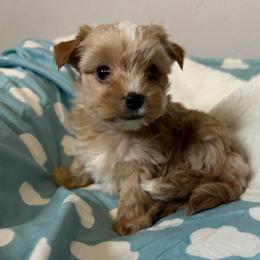 Gorgeous Blonde Male - Gold male Yorkshire Terrier puppy in Benson, Arizona from Happy Tails Yorkies