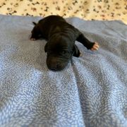 Reykjavik - White and black male Bordoodle puppy in Republic, Missouri from Holland Hilltop Farm