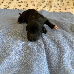 Reykjavik - White and black male Bordoodle puppy in Republic, Missouri from Holland Hilltop Farm
