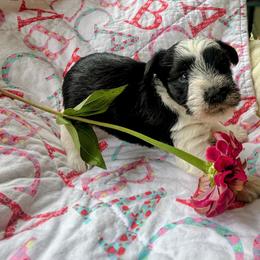 Pumpkin - Parti female Miniature Schnauzer puppy in Oneida, Tennessee from Saving Grace