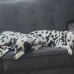 Dalmatians from Legacy Dalmatians